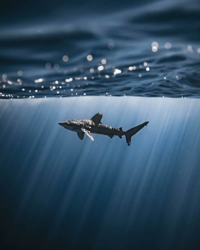 Underwater Photography of Marine Life by Rachel Moore