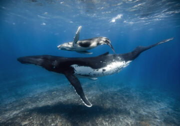 Underwater Photography of Marine Life by Rachel Moore