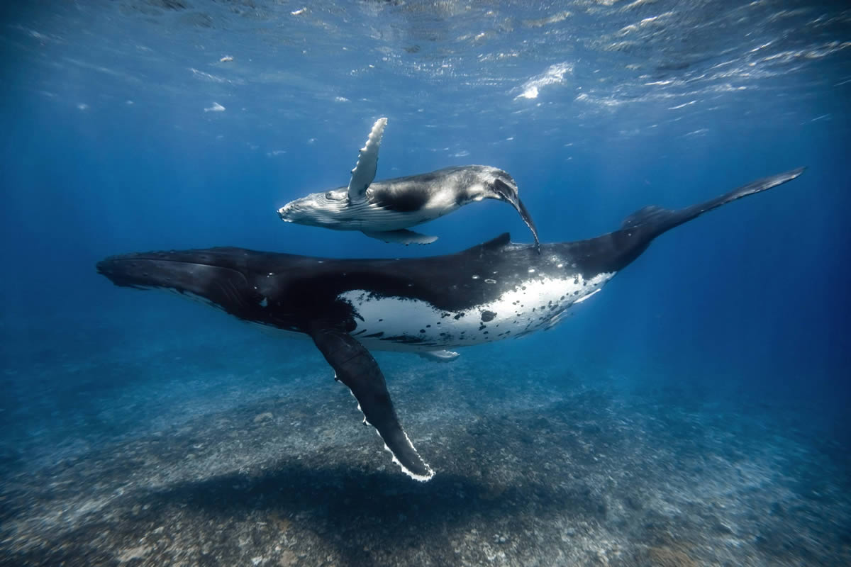 Underwater Photography of Marine Life by Rachel Moore