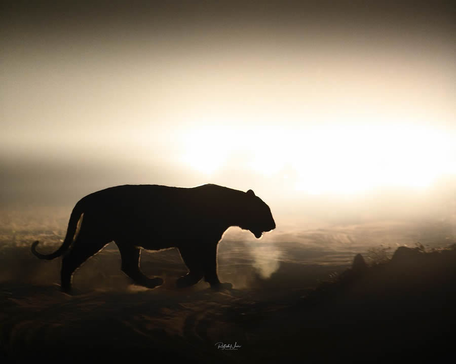 Wildlife Photography by Ritish Nair