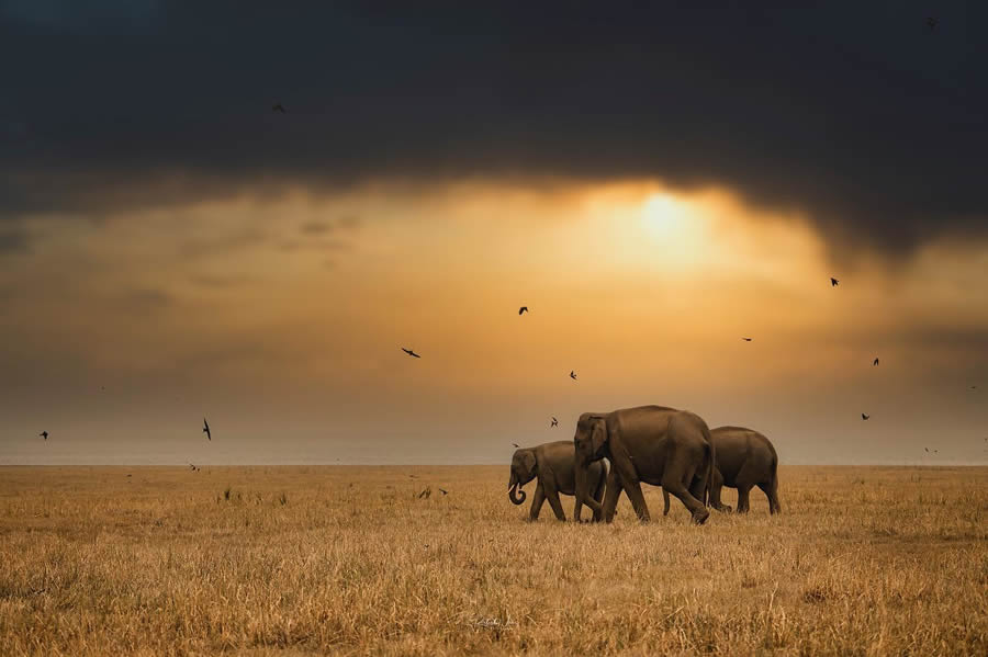 Wildlife Photography by Ritish Nair