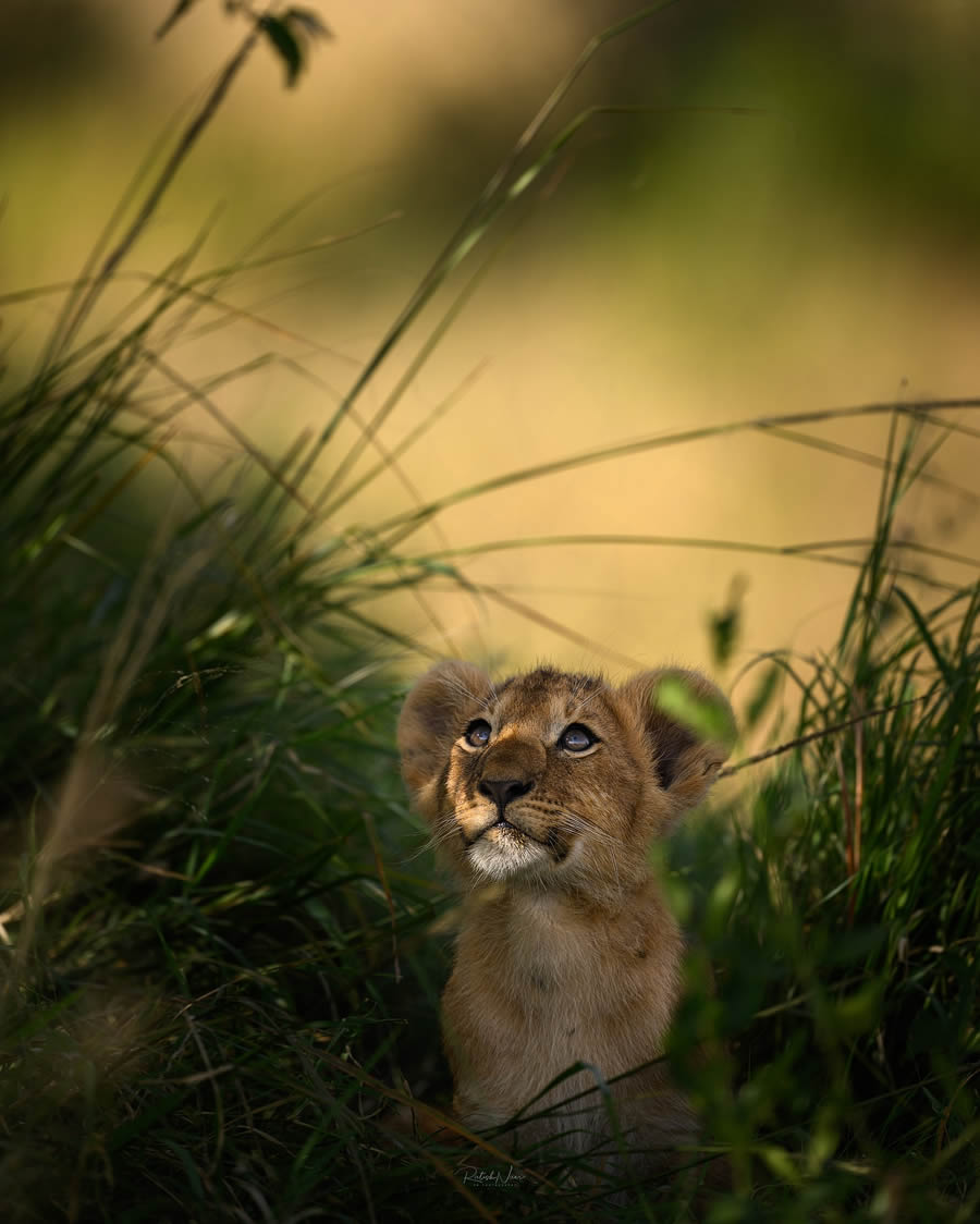 Wildlife Photography by Ritish Nair