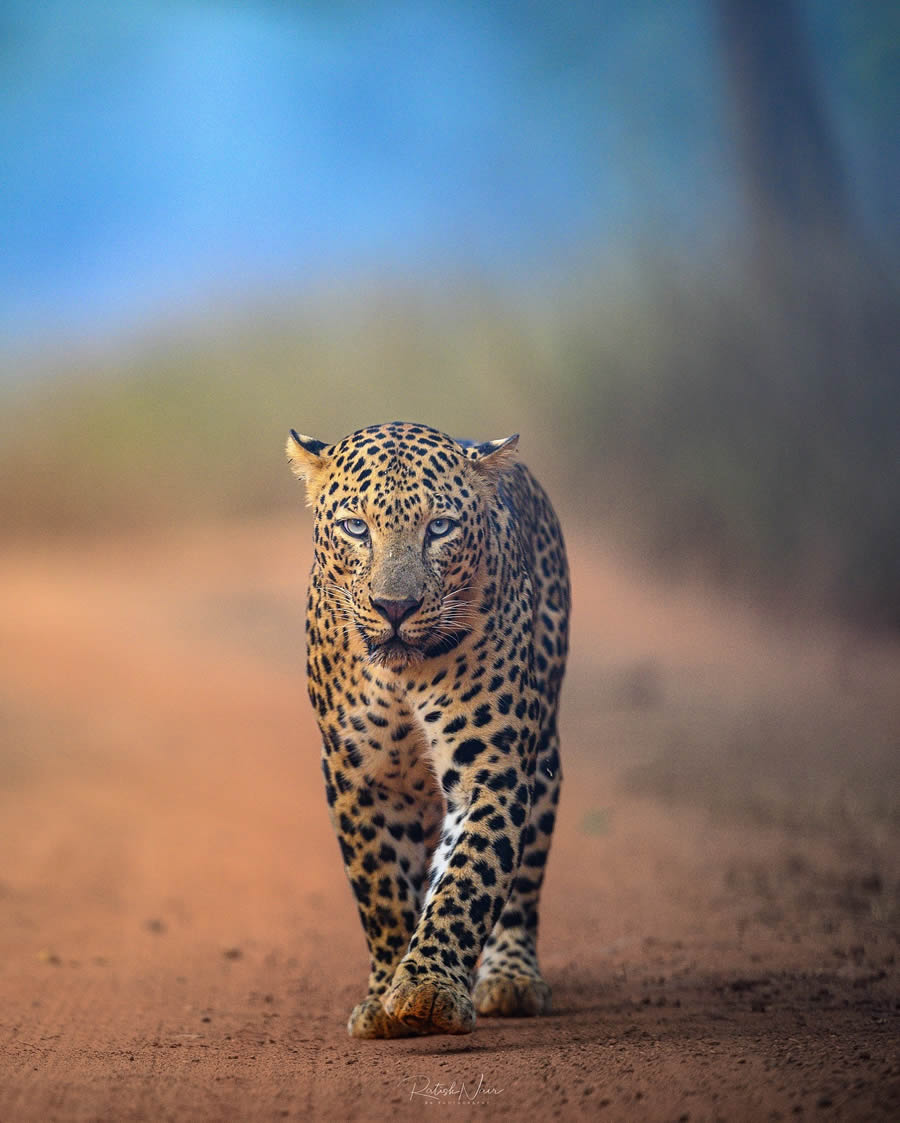 Wildlife Photography by Ritish Nair