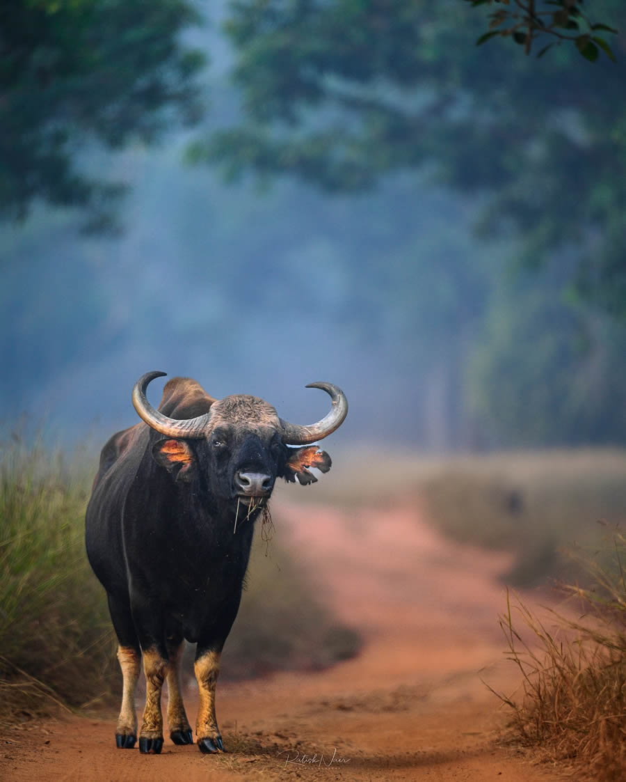 Wildlife Photography by Ritish Nair