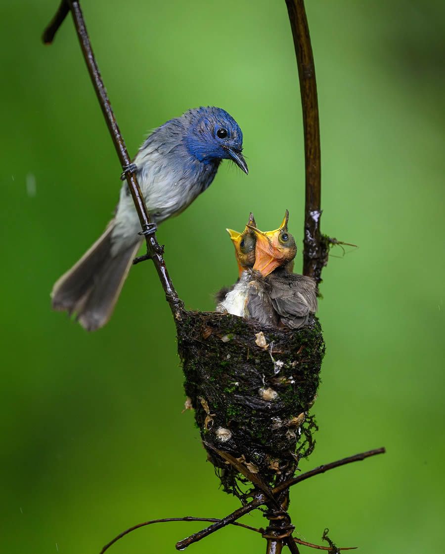 Wildlife Photography by Ritish Nair