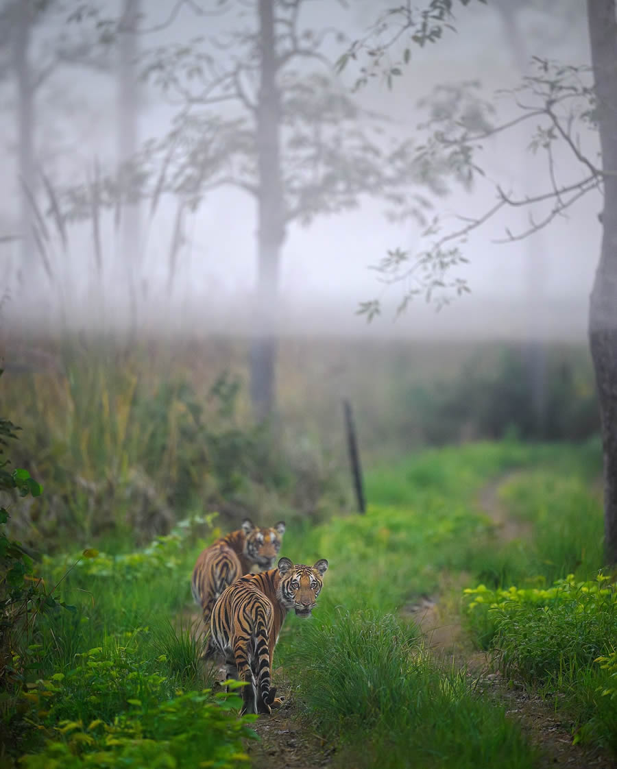 Wildlife Photography by Ritish Nair