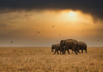 Wildlife Photography by Ritish Nair