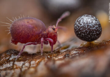 Young Award-Winning Wildlife Photographers in 2024