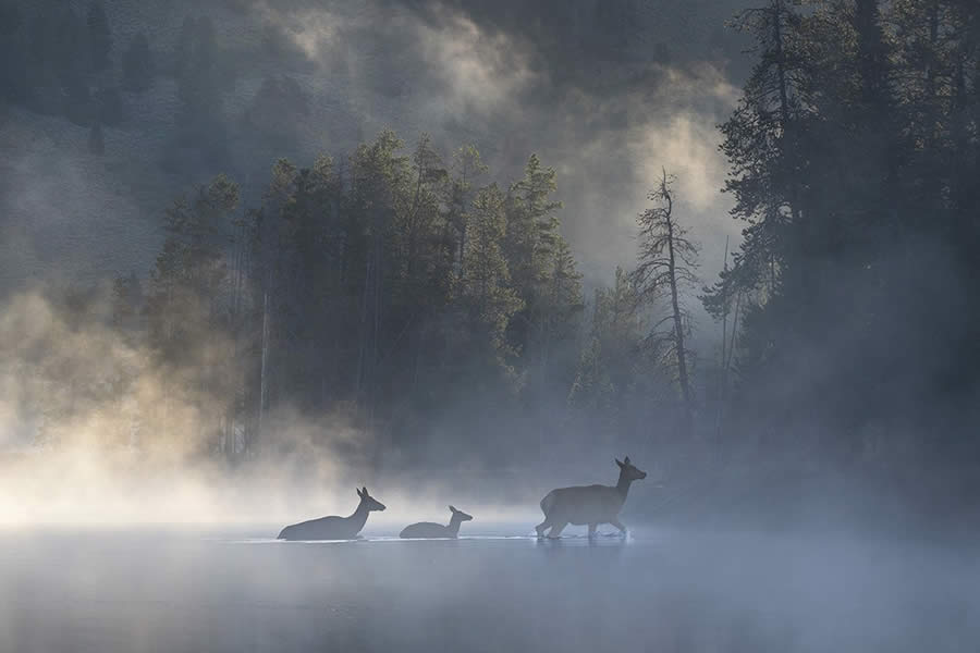 Wildlife Winners from the 1839 Photographer of the Year Awards