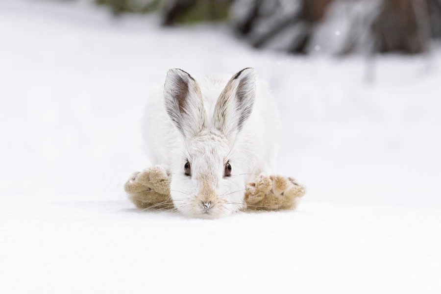 Wildlife Winners from the 1839 Photographer of the Year Awards