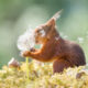 Wildlife Winners from the 1839 Photographer of the Year Awards