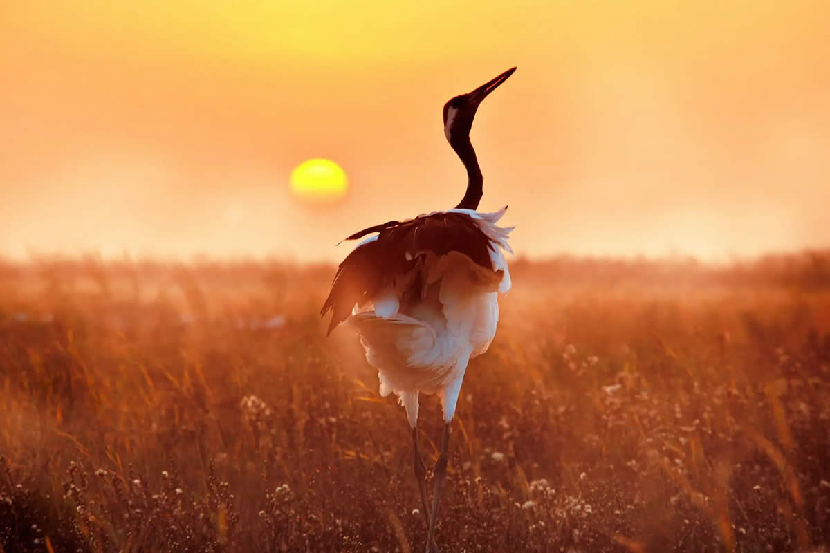 Award Winning Bird Photography