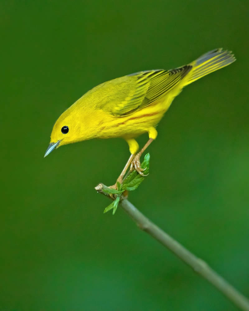 Bird Photography by Milan Zygmunt