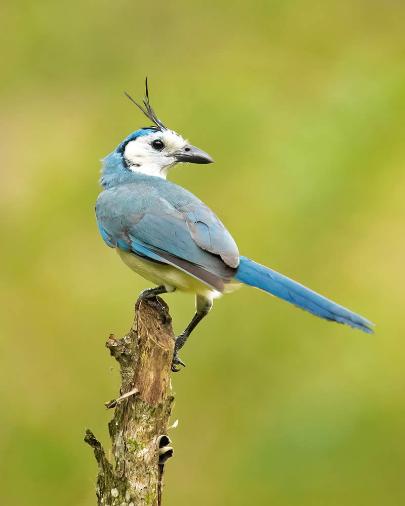 Bird Photography by Milan Zygmunt