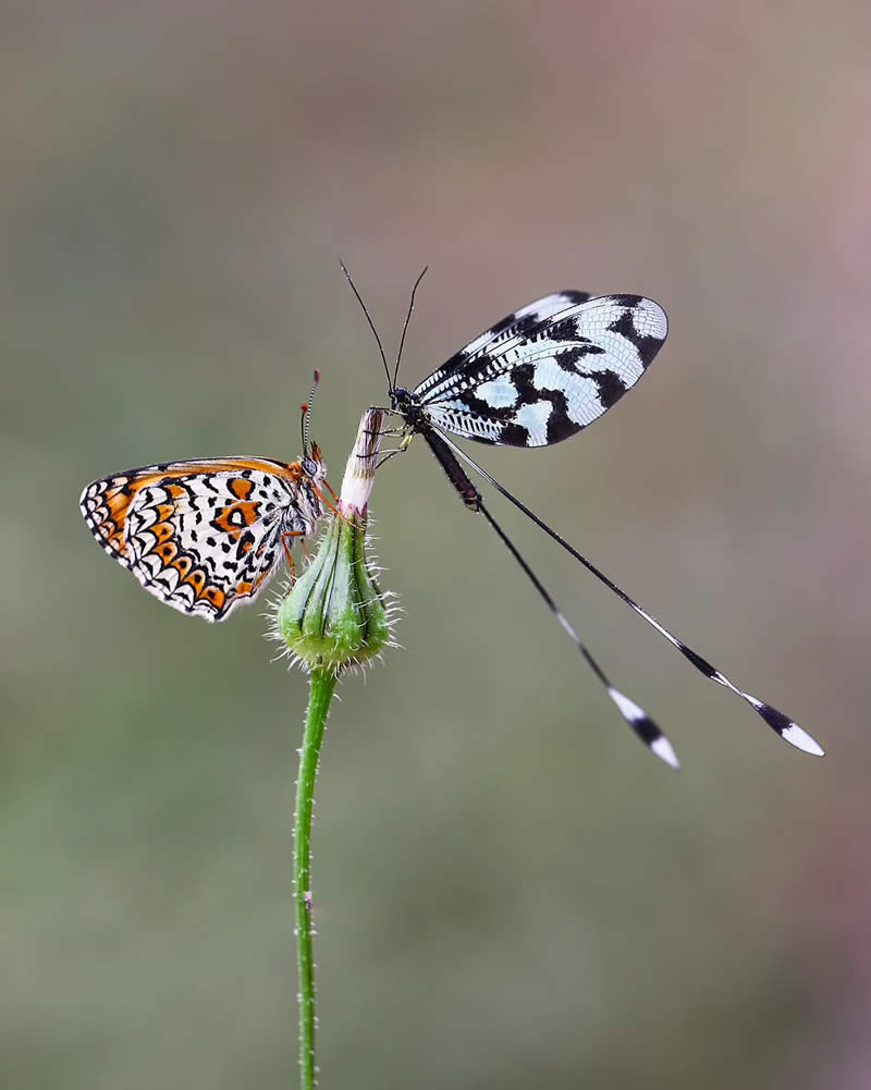 Butterfly Macro Photography by Ilker Guneysu