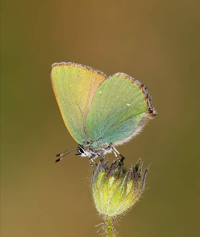 Butterfly Macro Photography by Ilker Guneysu