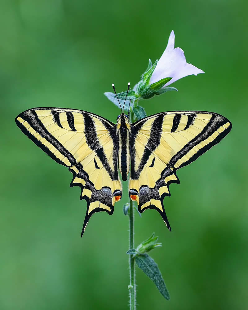 Butterfly Macro Photography by Ilker Guneysu