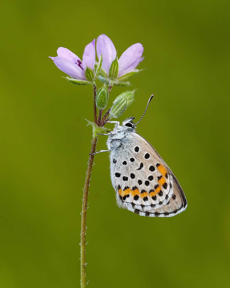 Butterfly Macro Photography by Ilker Guneysu