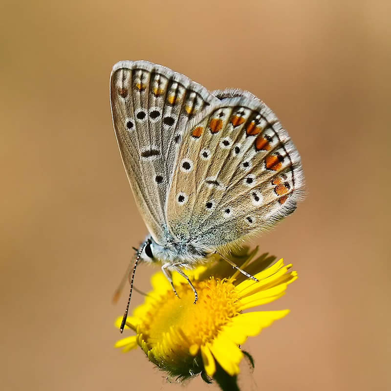 Butterfly Macro Photography by Ilker Guneysu