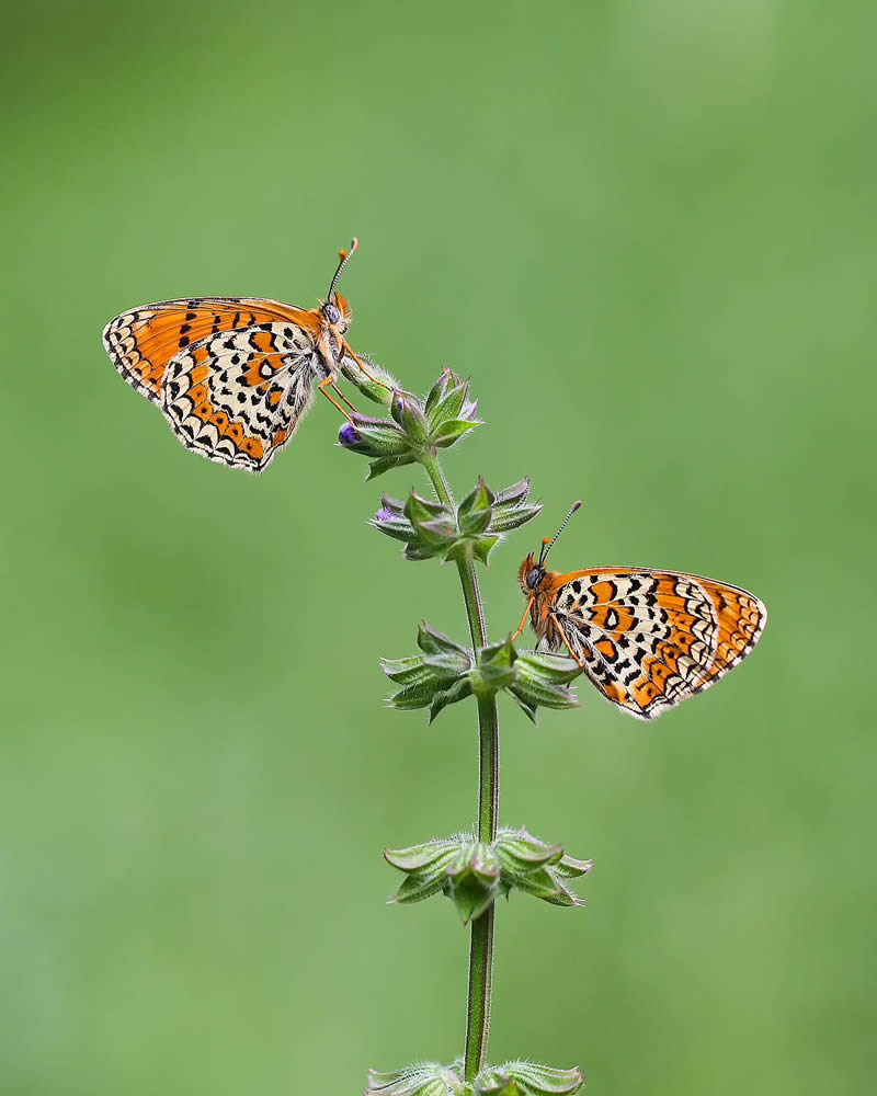 Butterfly Macro Photography by Ilker Guneysu