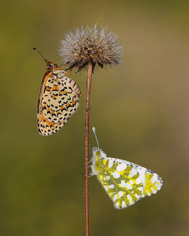 Butterfly Macro Photography by Ilker Guneysu