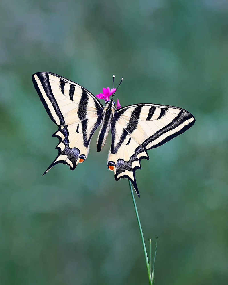 Butterfly Macro Photography by Ilker Guneysu