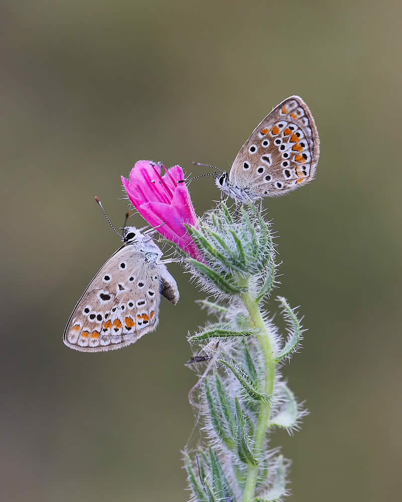 Butterfly Macro Photography by Ilker Guneysu