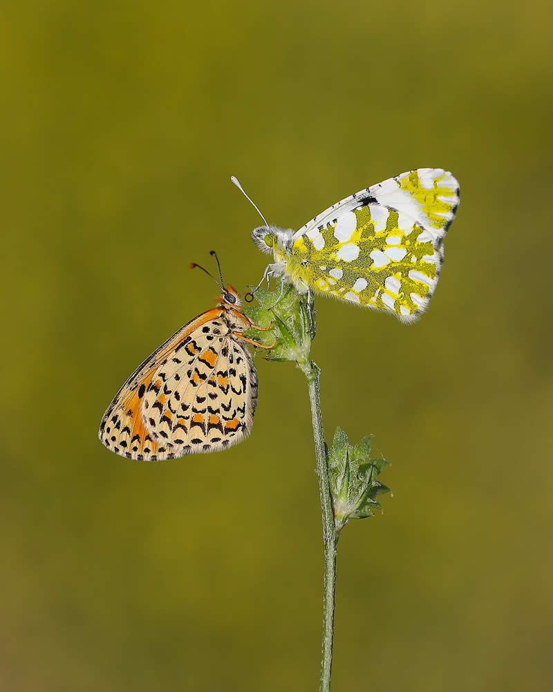 Butterfly Macro Photography by Ilker Guneysu