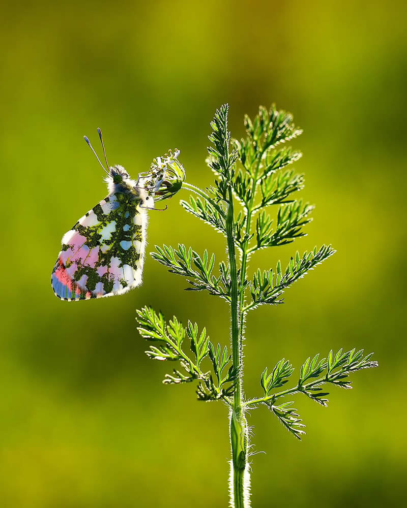 Butterfly Macro Photography by Ilker Guneysu