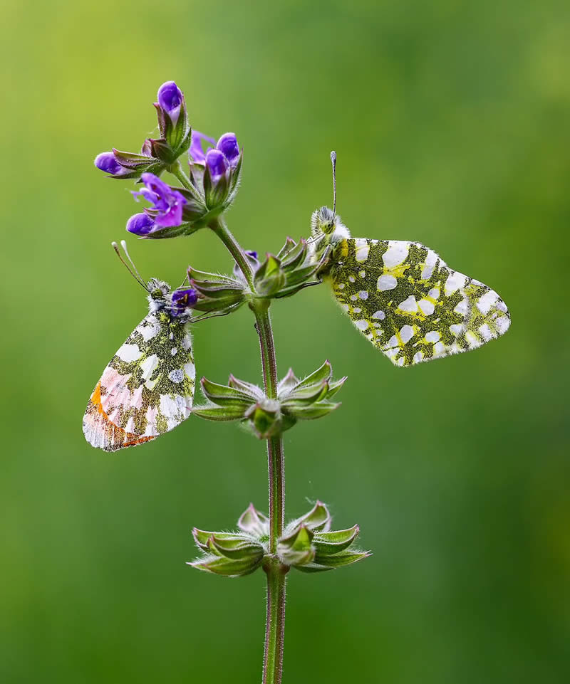 Butterfly Macro Photography by Ilker Guneysu