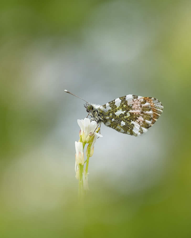 Macro Photography of Butterflies by Kyle van Bavel