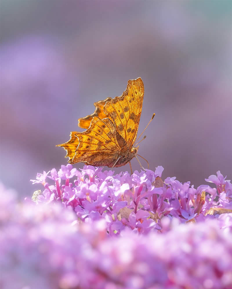 Macro Photography of Butterflies by Kyle van Bavel