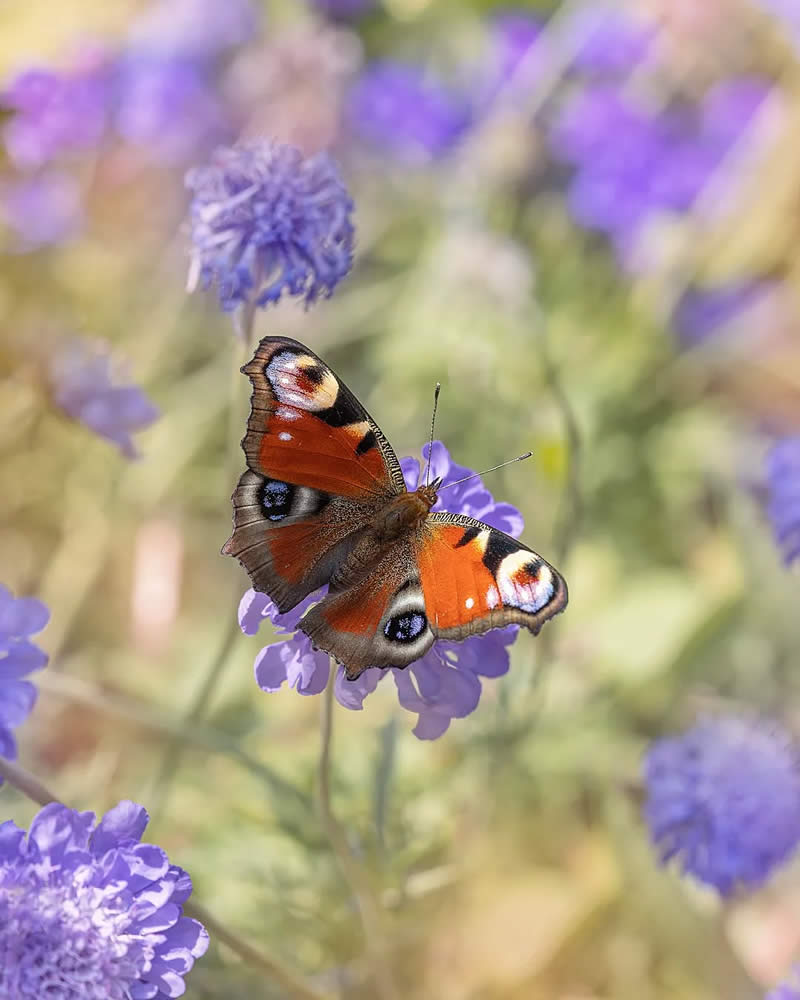 Macro Photography of Butterflies by Kyle van Bavel