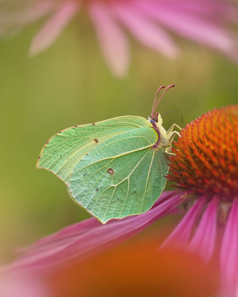 Macro Photography of Butterflies by Kyle van Bavel