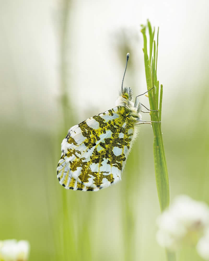 Macro Photography of Butterflies by Kyle van Bavel