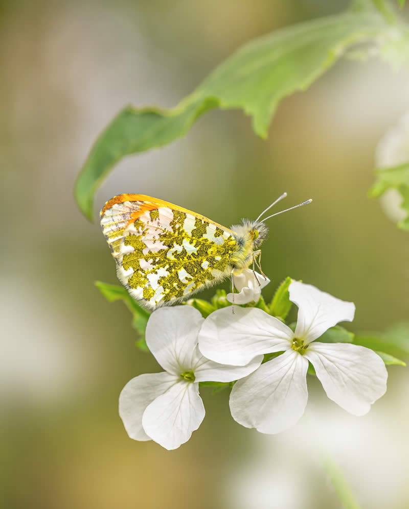 Macro Photography of Butterflies by Kyle van Bavel