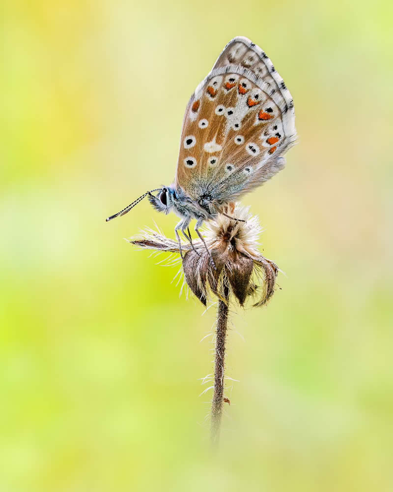 Butterfly Macro Photography by Max Kugler