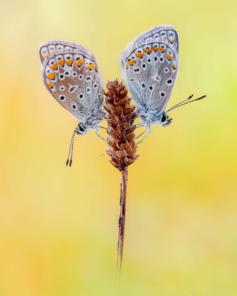 Butterfly Macro Photography by Max Kugler