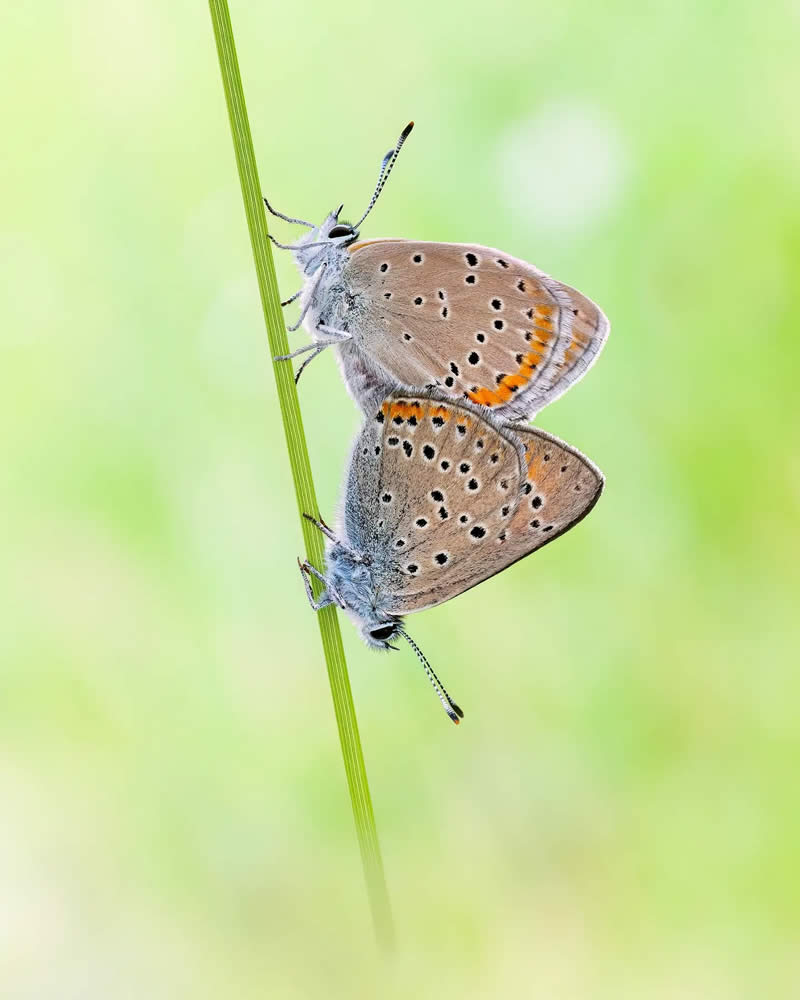 Butterfly Macro Photography by Max Kugler