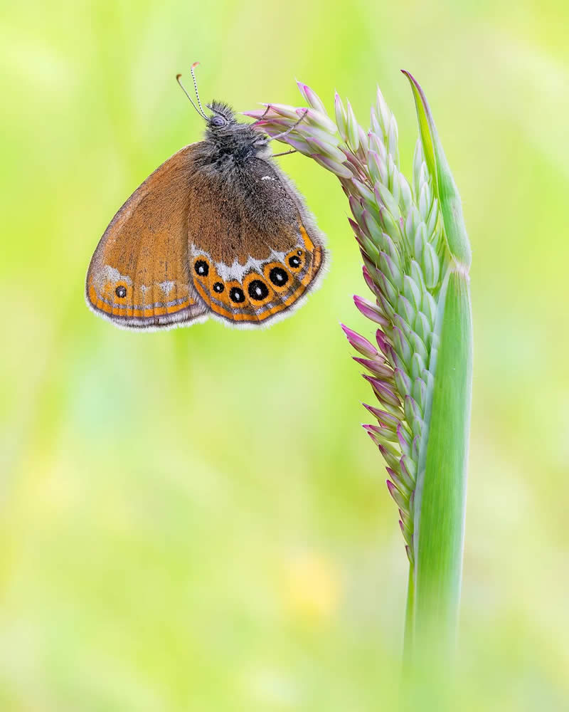 Butterfly Macro Photography by Max Kugler