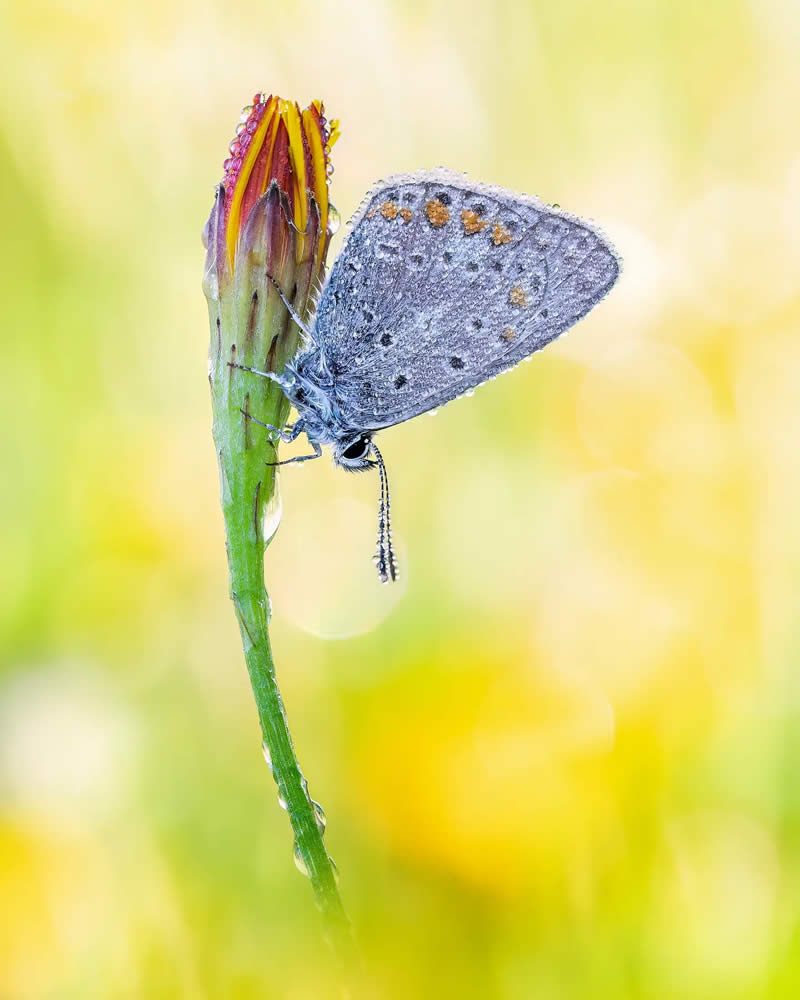 Butterfly Macro Photography by Max Kugler