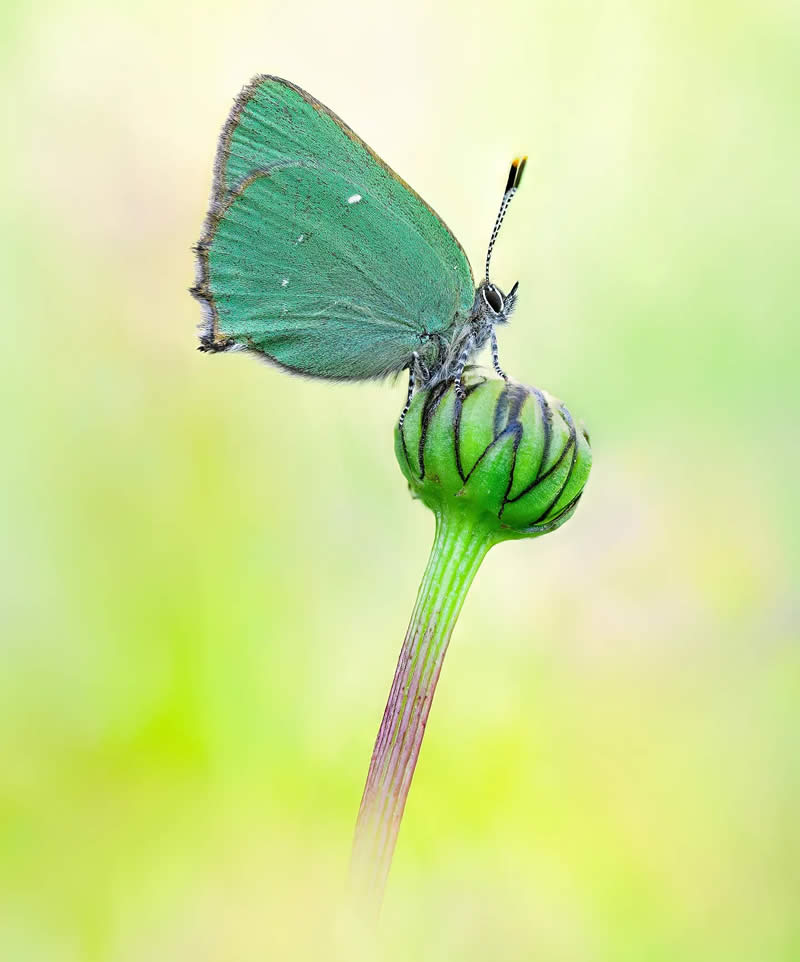 Butterfly Macro Photography by Max Kugler