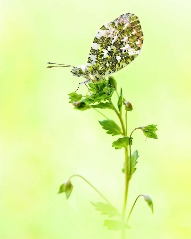 Butterfly Macro Photography by Max Kugler