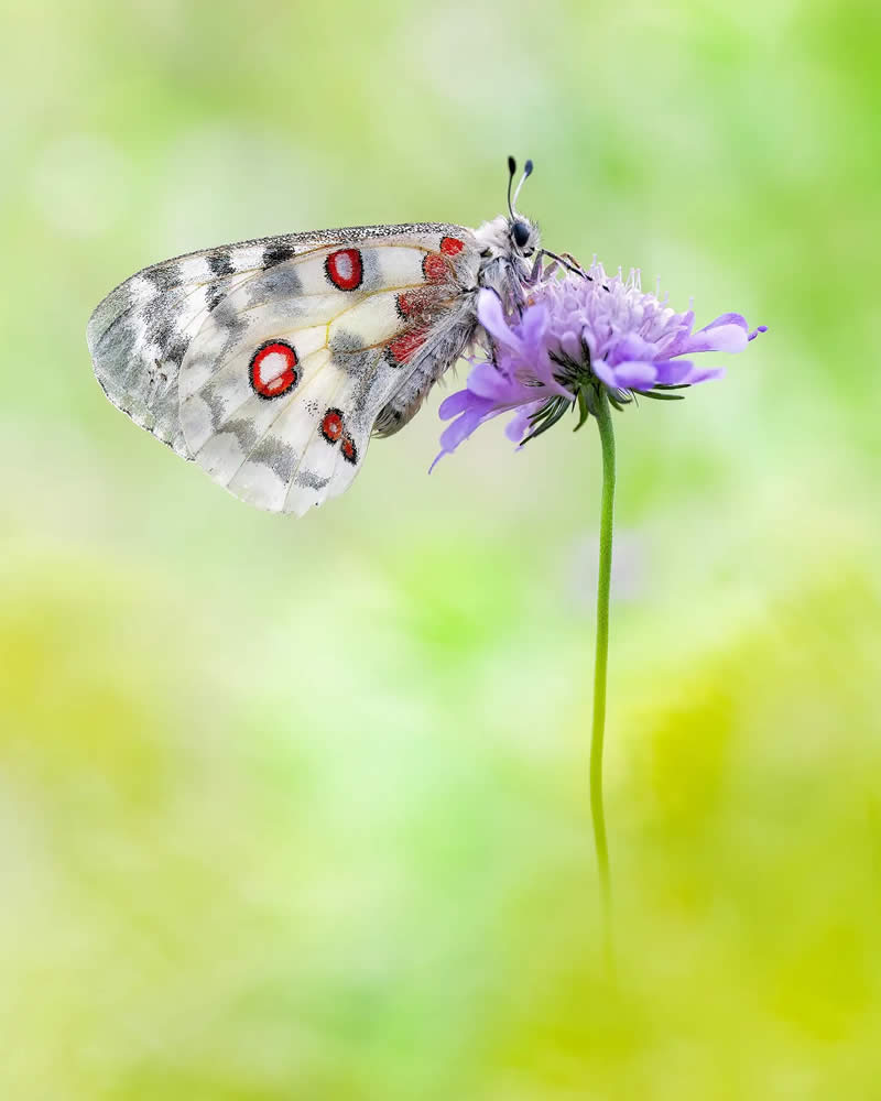 Butterfly Macro Photography by Max Kugler