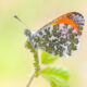 Butterfly Macro Photography by Max Kugler