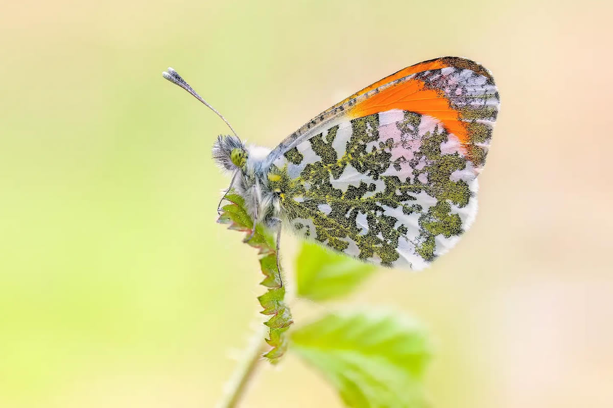 Butterfly Macro Photography by Max Kugler