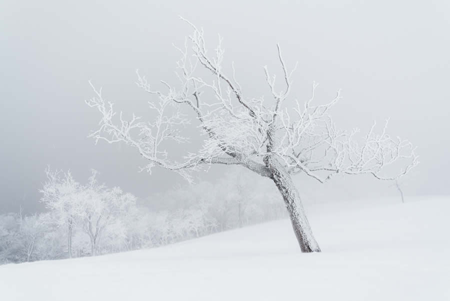 Fine Art Photography Awards 2024 Nature Winners