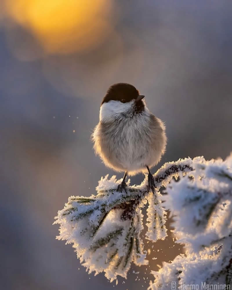 Bird Photos from Finland