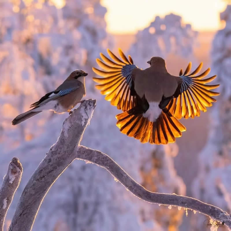 Bird Photos from Finland