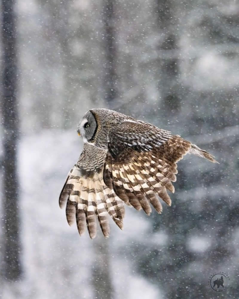 Bird Photos from Finland